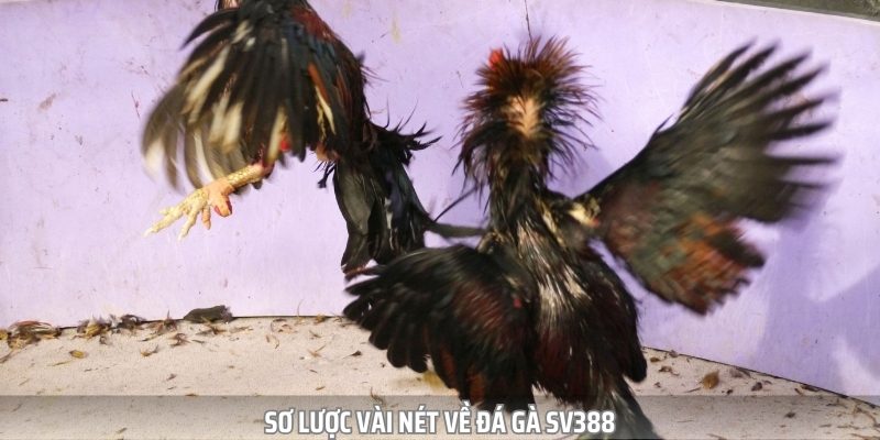 Đá Gà SV388 - Chiến Trường Quy Tụ Hàng Triệu Chiến Kê Tài Ba - Ảnh 1