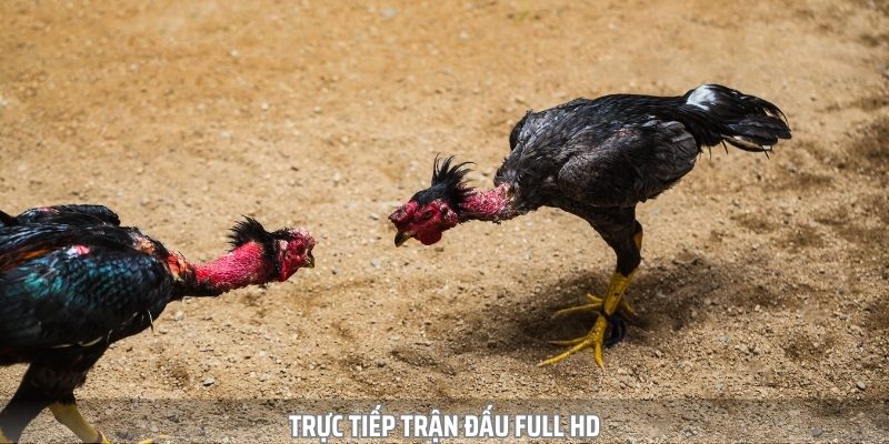 Đá Gà SV388 - Chiến Trường Quy Tụ Hàng Triệu Chiến Kê Tài Ba - Ảnh 2