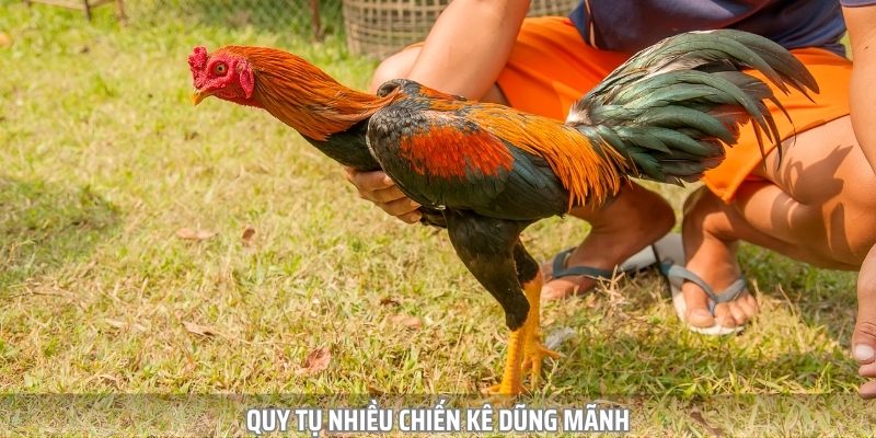 Đá Gà SV388 - Chiến Trường Quy Tụ Hàng Triệu Chiến Kê Tài Ba - Ảnh 3
