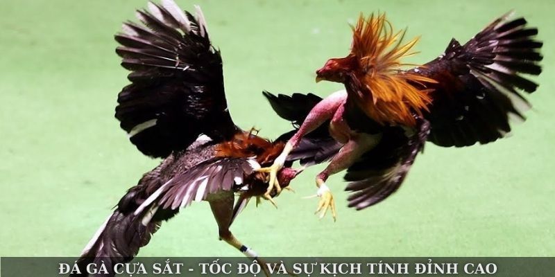 Đá Gà BJ88 – Khám Phá Những Trận Chiến Nảy Lửa Đỉnh Cao - Ảnh 3
