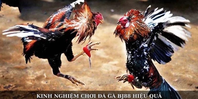 Đá Gà BJ88 – Khám Phá Những Trận Chiến Nảy Lửa Đỉnh Cao - Ảnh 4