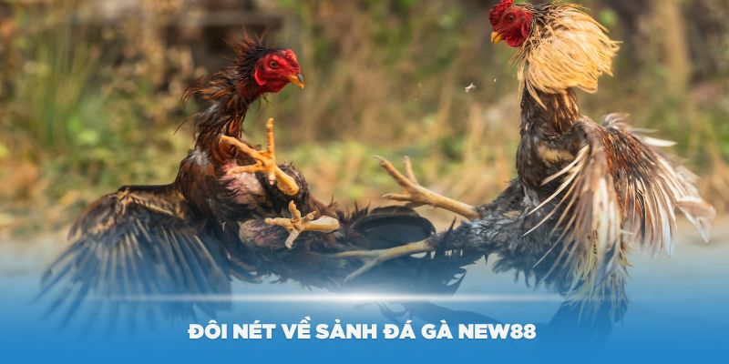 Đá Gà Mỹ New88 – Trải Nghiệm Cá Cược Đỉnh Cao Tại Nhà Cái - Ảnh 1