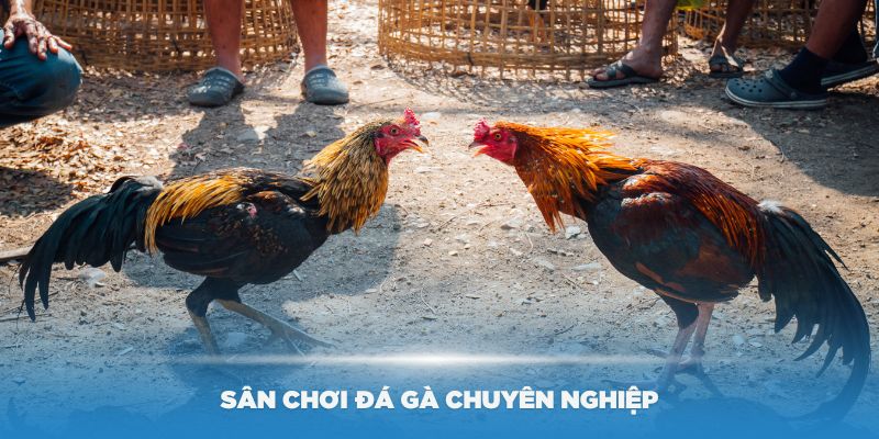 Đá Gà Mỹ New88 – Trải Nghiệm Cá Cược Đỉnh Cao Tại Nhà Cái - Ảnh 2