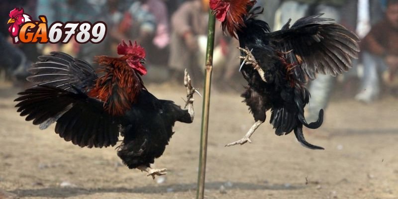 Top 5 trận đá gà đỉnh cao không thể bỏ lỡ tại GA6789 tuần này - Ảnh 1