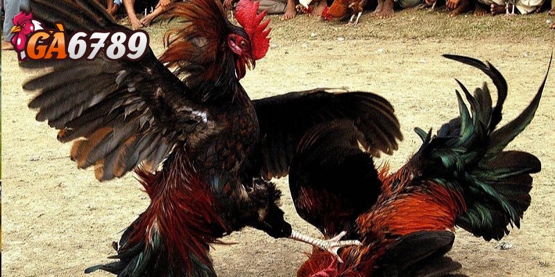 Top 5 trận đá gà đỉnh cao không thể bỏ lỡ tại GA6789 tuần này - Ảnh 3