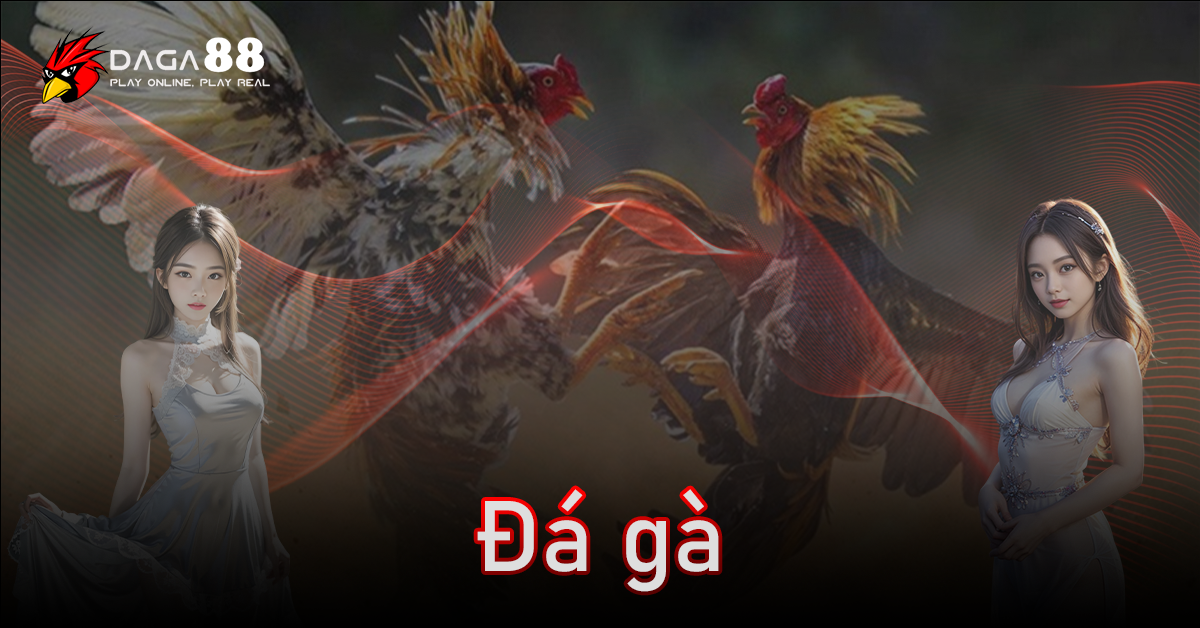 Đá gà DAGA88 – Trải nghiệm xem và cược đá gà đỉnh cao - Ảnh 1