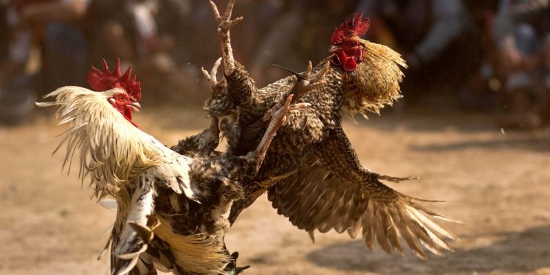 Đá gà DAGA88 – Trải nghiệm xem và cược đá gà đỉnh cao - Ảnh 3