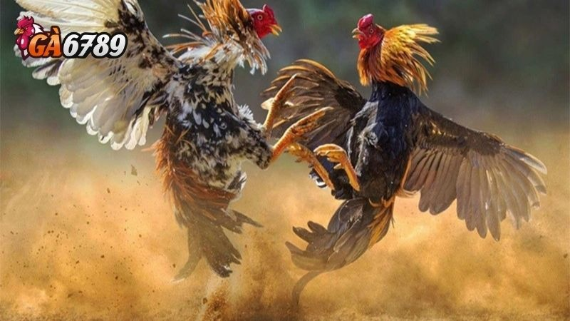 Giới thiệu Nhà Cái Ga6789 - Nơi Hội Tụ Anh Em Đam Mê Cá Cược - Ảnh 2