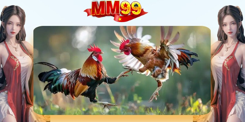 Đá gà MM99: Giải mã sức hút và những góc khuất cần biết - Ảnh 1
