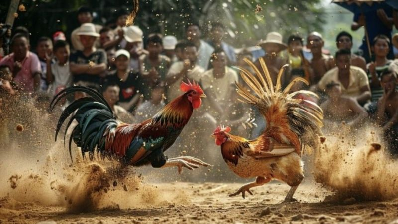 Đá gà MM99: Giải mã sức hút và những góc khuất cần biết - Ảnh 3